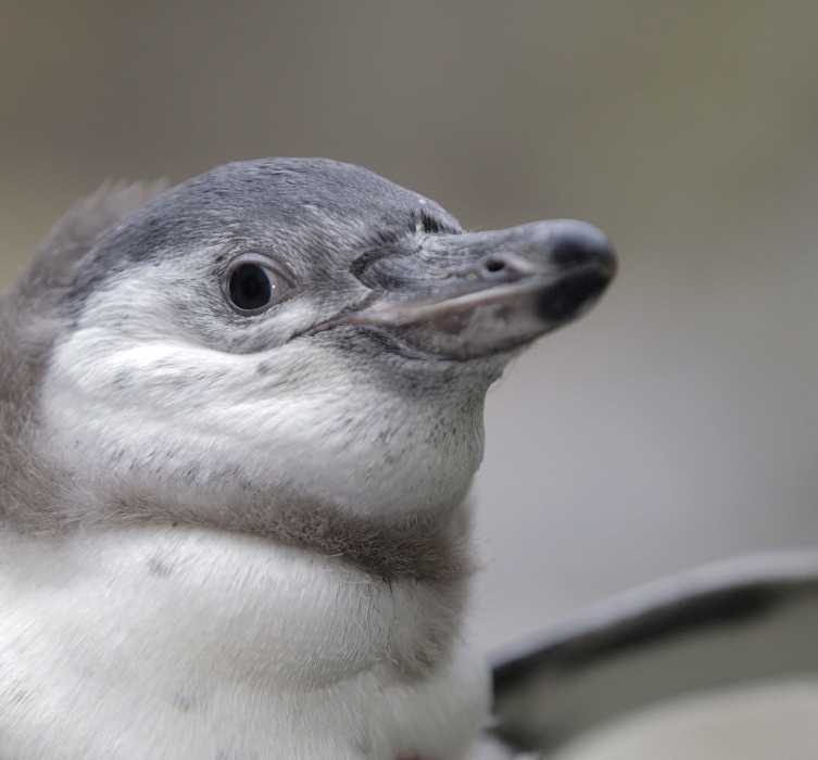 Dva měsíce staré mládě tučňáka Humboldtova (foto: Tomáš Adamec, Zoo Praha)